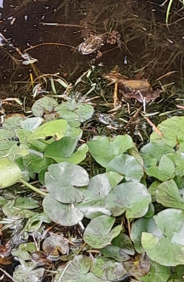 La Casa De Las Ranas Пойо Экстерьер фото
